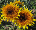 Fyldt solsikke 'Firefox', fyldte blomster i orangegul med en mørkere midte og en enkel yderkrans af solgule kronblade.