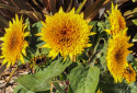 Fyldt solsikke 'Firefox', fyldte blomster i orangegul med en mørkere midte og en enkel yderkrans af solgule kronblade.