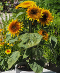 Fyldt solsikke 'Firefox', fyldte blomster i orangegul med en mørkere midte og en enkel yderkrans af solgule kronblade.
