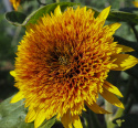 Fyldt solsikke 'Firefox', fyldte blomster i orangegul med en mørkere midte og en enkel yderkrans af solgule kronblade.