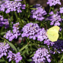 Sløjfeblomst 'Lilac', Hurtigvoksende og nem at dyrke, udmærket til stenpartier, kanter og plantekasser. Sommerfuglemagnet.