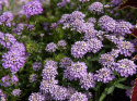 Sløjfeblomst 'Lilac', Hurtigvoksende og nem at dyrke, udmærket til stenpartier, kanter og plantekasser. Sommerfuglemagnet.