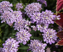 Sløjfeblomst 'Lilac', Hurtigvoksende og nem at dyrke, udmærket til stenpartier, kanter og plantekasser. Sommerfuglemagnet.