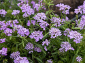 Sløjfeblomst 'Lilac', Hurtigvoksende og nem at dyrke, udmærket til stenpartier, kanter og plantekasser. Sommerfuglemagnet.