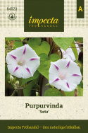 Purpurpragtsnerle 'Seta', hvide blomster med tydelig magentafarvet stjerneaftegning i fin kontrast.