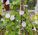 Purpurpragtsnerle 'Seta', hvide blomster med tydelig magentafarvet stjerneaftegning i fin kontrast.