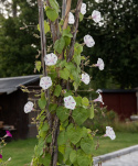 Purpurpragtsnerle 'Seta', hvide blomster med tydelig magentafarvet stjerneaftegning i fin kontrast.