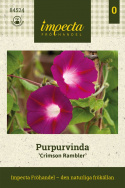 Purpurpragtsnerle 'Crimson Rambler', Intensivt purpurrøde blomster med ceriserød stjerneaftegning og hvidt svælg.
