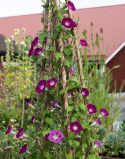 Purpurpragtsnerle 'Crimson Rambler', Intensivt purpurrøde blomster med ceriserød stjerneaftegning og hvidt svælg.