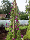 Purpurpragtsnerle 'Crimson Rambler', Intensivt purpurrøde blomster med ceriserød stjerneaftegning og hvidt svælg.