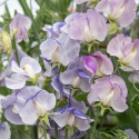 Ærteblomst 'Spencer Blue Ripple', Hvidschatterede blomster med fine strøg af indigo til himmelblåt.
