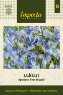 Ærteblomst 'Spencer Blue Ripple', Hvidschatterede blomster med fine strøg af indigo til himmelblåt.