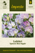 Ærteblomst 'Spencer Blue Ripple', Hvidschatterede blomster med fine strøg af indigo til himmelblåt.