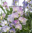 Ærteblomst 'Spencer Blue Ripple', Hvidschatterede blomster med fine strøg af indigo til himmelblåt.