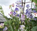 Ærteblomst 'Spencer Blue Ripple', Hvidschatterede blomster med fine strøg af indigo til himmelblåt.