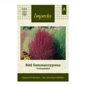 Rød Sommercypres 'Trichophylla'