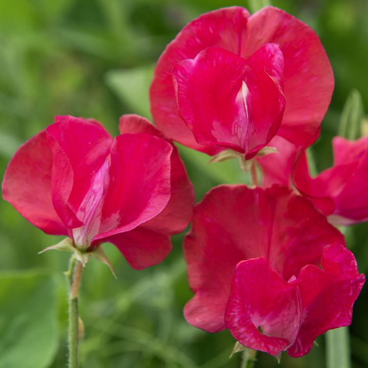 Ærteblomst 'Perfume Millennium', Store, hindbærrøde blomster med bølget kant på blomsterbladene.