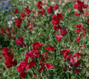 Ærteblomst 'Perfume Millennium', Store, hindbærrøde blomster med bølget kant på blomsterbladene.