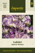 Ærteblomst 'Spencer Nimbus', Store, velduftende, blomster med tofarvede kronblade i hvid og blåviolet.