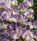 Ærteblomst 'Spencer Nimbus', Store, velduftende, blomster med tofarvede kronblade i hvid og blåviolet.