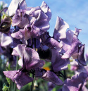 Ærteblomst 'Spencer Nimbus', Store, velduftende, blomster med tofarvede kronblade i hvid og blåviolet.
