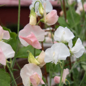 Ærteblomst 'Spring Sunshine Champagne', Delikate hvide til sart champagnerosa blomster med lysere kanter. 