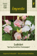Ærteblomst 'Spring Sunshine Champagne', Delikate hvide til sart champagnerosa blomster med lysere kanter. 