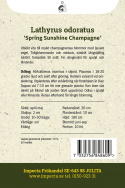 Ærteblomst 'Spring Sunshine Champagne', Delikate hvide til sart champagnerosa blomster med lysere kanter. 