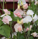 Ærteblomst 'Spring Sunshine Champagne', Delikate hvide til sart champagnerosa blomster med lysere kanter. 
