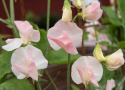 Ærteblomst 'Spring Sunshine Champagne', Delikate hvide til sart champagnerosa blomster med lysere kanter. 