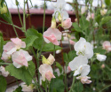 Ærteblomst 'Spring Sunshine Champagne', Delikate hvide til sart champagnerosa blomster med lysere kanter. 
