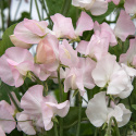 Ærteblomst 'Spring Sunshine Blush', flødehvide blomster. Tidligblomstrende og eksklusiv, særligt langstilket ærteblomst, fantastisk til snit.