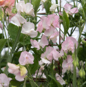 Ærteblomst 'Spring Sunshine Blush', flødehvide blomster. Tidligblomstrende og eksklusiv, særligt langstilket ærteblomst, fantastisk til snit.