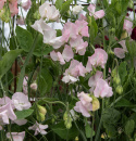 Ærteblomst 'Spring Sunshine Blush', flødehvide blomster. Tidligblomstrende og eksklusiv, særligt langstilket ærteblomst, fantastisk til snit.