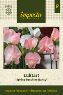 Ærteblomst 'Spring Sunshine Nancy', Mildt hvide til sart lakserosa blomster med lysere fane i æbleblomst-rosa.  