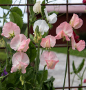 Ærteblomst 'Spring Sunshine Nancy', Mildt hvide til sart lakserosa blomster med lysere fane i æbleblomst-rosa.  