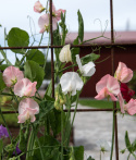 Ærteblomst 'Spring Sunshine Nancy', Mildt hvide til sart lakserosa blomster med lysere fane i æbleblomst-rosa.  