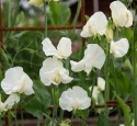 Ærteblomst 'Spring Sunshine Cream', Elegante og søde cremefarvede blomster.