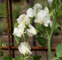 Ærteblomst 'Spring Sunshine Cream', Elegante og søde cremefarvede blomster.