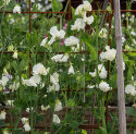 Ærteblomst 'Spring Sunshine Cream', Elegante og søde cremefarvede blomster.