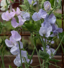 Ærteblomst 'Spring Sunshine Light Blue', Køligt isblå til lyse lavendelrosa blomster.