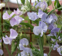 Ærteblomst 'Spring Sunshine Light Blue', Køligt isblå til lyse lavendelrosa blomster.