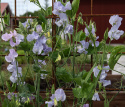 Ærteblomst 'Spring Sunshine Light Blue', Køligt isblå til lyse lavendelrosa blomster.
