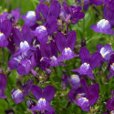 Torskemund 'Fantasista Blue', Løvemund-lignende små blomster i mørk lavendel med hvid midte.