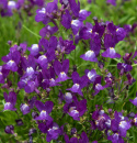 Torskemund 'Fantasista Blue', Løvemund-lignende små blomster i mørk lavendel med hvid midte.