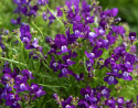 Torskemund 'Fantasista Blue', Løvemund-lignende små blomster i mørk lavendel med hvid midte.