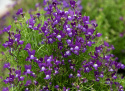 Torskemund 'Fantasista Blue', Løvemund-lignende små blomster i mørk lavendel med hvid midte.
