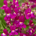Torskemund'Fantasista Rose', Løvemund-lignende små blomster i rosenrød med hvid midte.