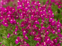 Torskemund'Fantasista Rose', Løvemund-lignende små blomster i rosenrød med hvid midte.