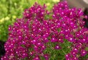 Torskemund'Fantasista Rose', Løvemund-lignende små blomster i rosenrød med hvid midte.